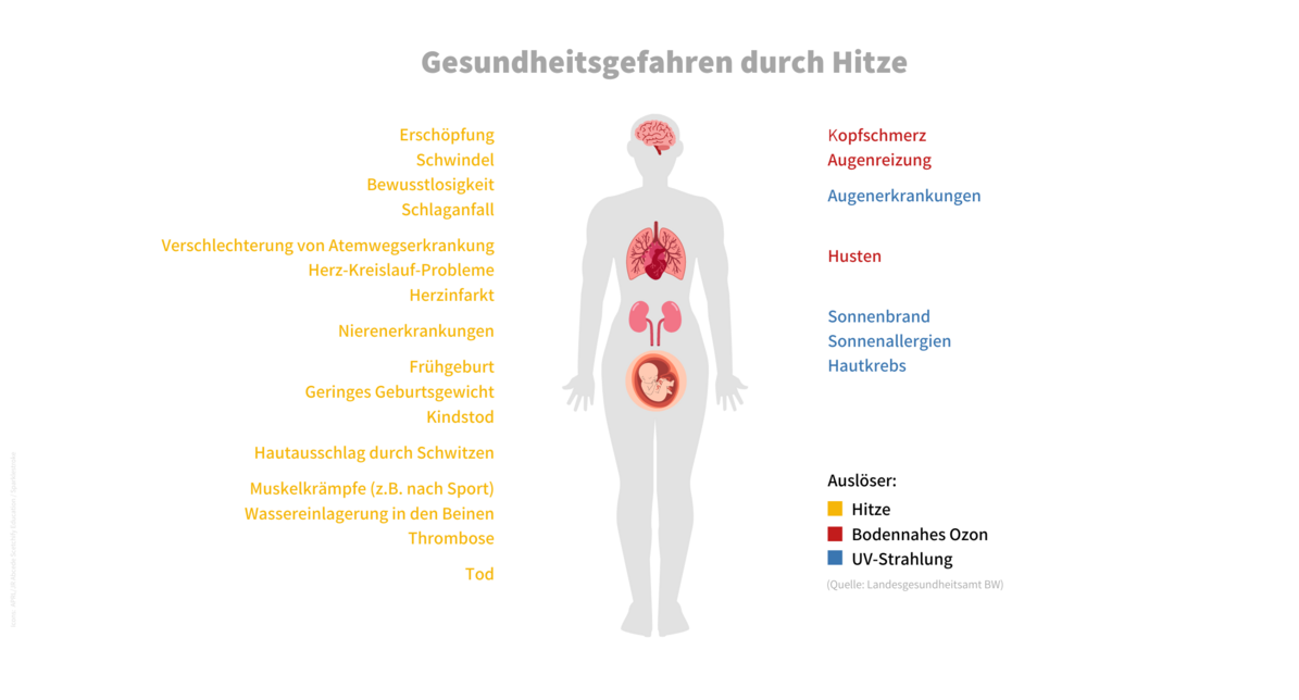 Bildmitte: Abgebildet sind die Umrisse eines menschlichen Körpers mit den Organen Gehirn, Herz, Lunge Nieren, Gebärmutter mit Fötus. In drei unterschiedlichen Farben sind die Gesundheitsgefahren durch Hitze aufgelistet. Auf der linken Seite in Gelb die möglichen Erkrankungen durch Hitze von Schlaganfall über Frühgeburt bis sogar Tod. Auf der rechten Seite in Rot die Gefahren durch bodennahes Ozon wie Augenreizung und Husten. In Blau die Schädigungen durch UV-Strahlen wie Augenerkrankungen, Sonnenbrand oder Hautkrebs