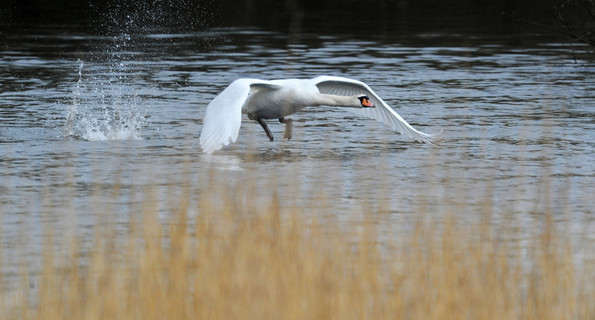 Ein Schwan fliegt in einem Feuchtgebiet