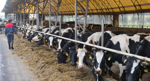 Milchkühe stehen in einem Milchkuhstall (Foto: © dpa)