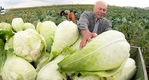 Erntehelfer stehen auf einem Feld und ernten Spitzkraufköpfe. (Foto: © dpa)