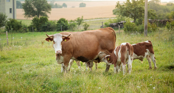 Rinder mit Kälbern auf der Weide