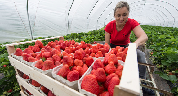 Eine Erntehelferin erntet in einem Folientunnel in Lautenbach Erdbeeren. (Foto: dpa)