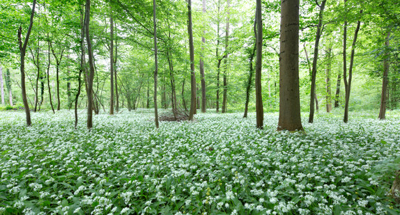 Bärlauch in einem Wald (Bild: © ForstBW)