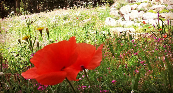 Blumen auf einer wilden Blumenwiese.