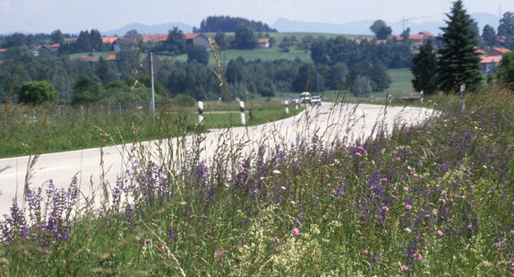 Salbei-Glatthafer-Wiese auf einer Böschung im Frühsommer (Foto: © Dr. Tillmann Stottele)