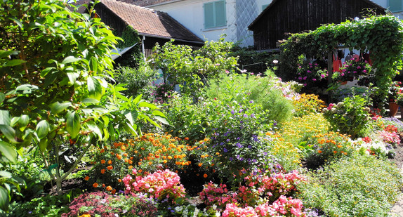 Blumen im Hausgarten