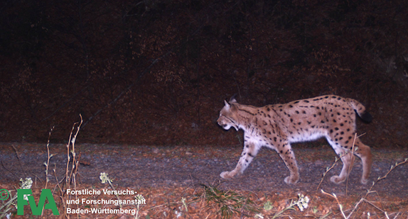 Ein Luchs (Foto: © Forstliche Versuchs- und Forschungsanstalt Baden-Württemberg (FVA))