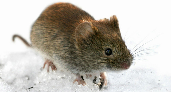 Eine Rötelmaus (Clethrionomys glareolus) im Schnee (Bild: © dpa).