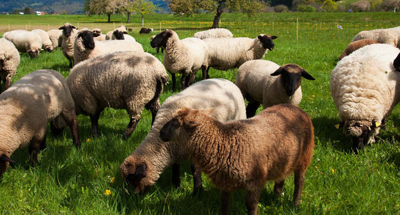 Eine Herde Schafe im Biosphärengebiet Schwarzwald