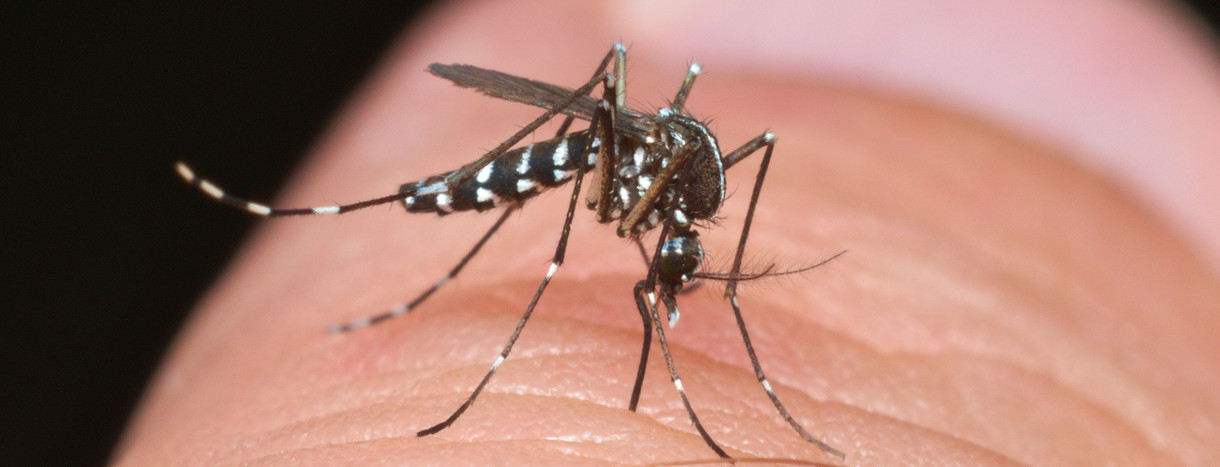 Eine asiatische Tigermücke (Aedes albopictus) sitzt auf einem Finger und sticht zu.