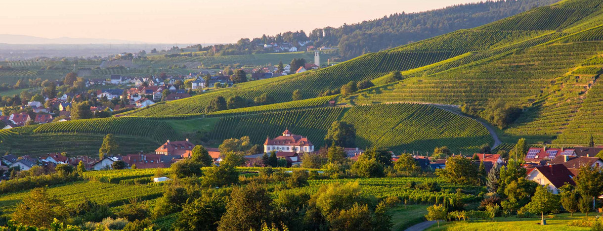 Blick auf die Weinberge und Baden-Baden