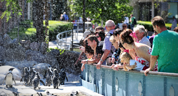 Brillenpinguine in der Wilhelma (Foto: © dpa)