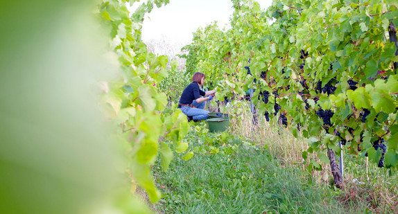 Eine Frau bei der Weinlese