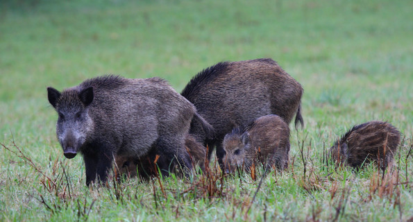 Wildschweine