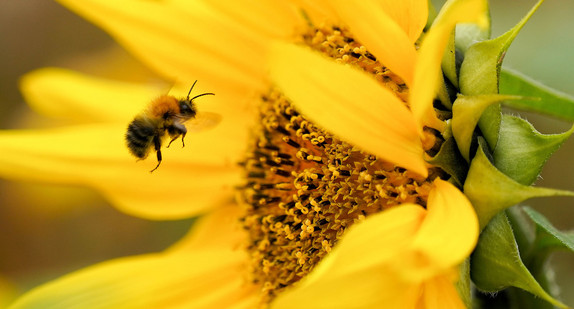 Eine Hummel fliegt auf eine Sonnenblume.