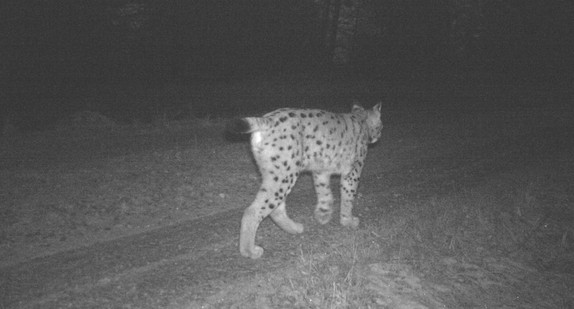 Luchs (Bild: Forstliche Versuchs- und Forschungsanstalt Baden-Württemberg)