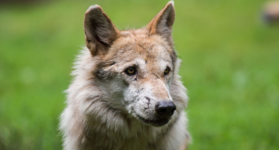 Ein Wolf sitzt im Erlebnispark Tripsdrill in einem Gehege. (Foto: dpa)