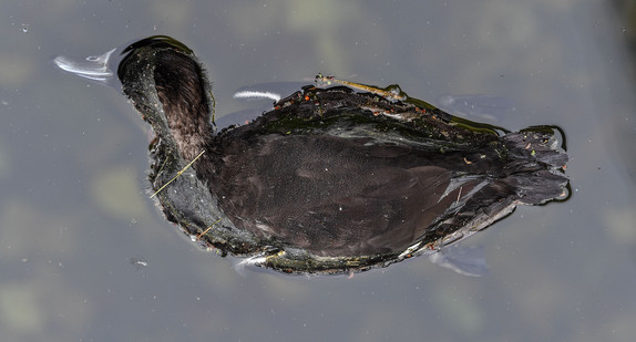 Eine tote Ente schwimmt am 09.11.2016 im östlichen Hafenbecken in Überlingen am Bodensee (Quelle: dpa).