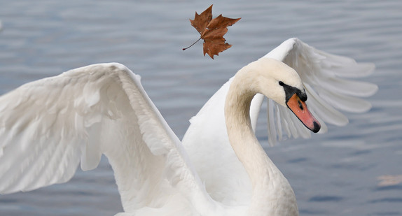 Ein Schwan streckt seine Flügel aus