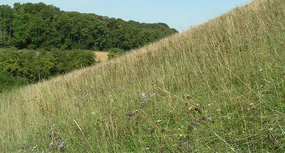 Heide im Siegental bei Markgröningen (Foto: Elmar Schelkle)