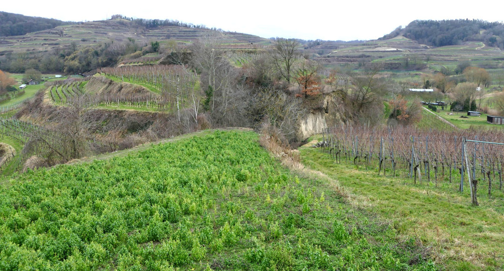 Kaiserstuhl