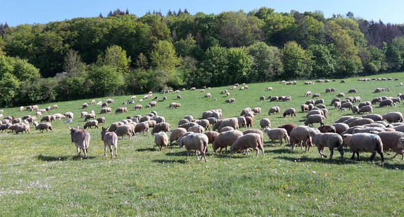 Schafe auf der Weide