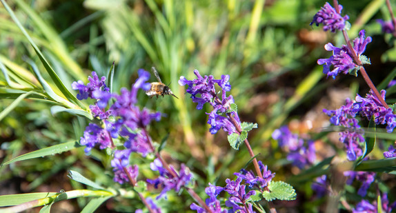 Eine Wildbiene fliegt an eine Blüte.