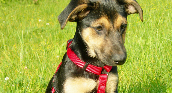 Ein junger Hund sitzt auf einer Wiese.