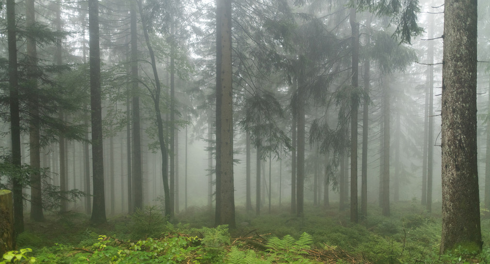 Baden-Württemberg, Seebach: Fichten und eine Buche stehen im Nationalpark Schwarzwald im Nebel.