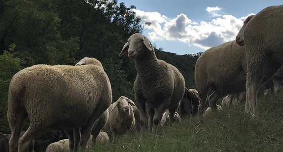 Schafe auf einer Wachholderheide