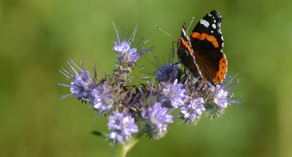 Ein Admiral (Vanessa atalanta) sitzt bei Bergatreute auf einer Rainfarn-Phazelie (Phacelia tanacetifolia).