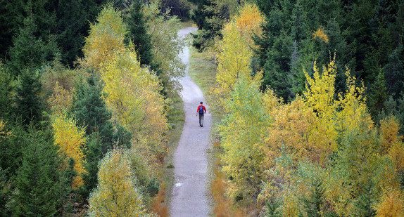 Ein Wanderer geht im Wald einen Weg entlang (Quelle: dpa).