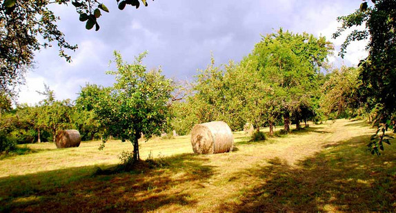 Streuobstwiese im Sommer © Dr. Walter Hartmann, Filderstadt