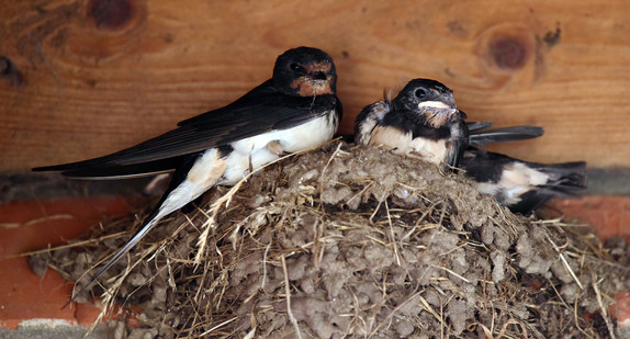 Eine ausgewachsene Schwalbe sitzt mit ihren Jungvögeln unter einem Dachvorsprung in einem Nest. (Foto: dpa)