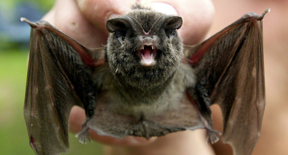 Eine Mopsfledermaus. (Bild: picture alliance/Stefan Thomas/zb/dpa)