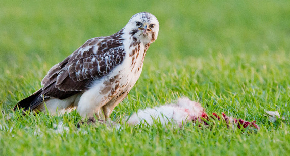 Ein junger Mäusebussard bewacht seine Beute auf einem Feld (Quelle: dpa).