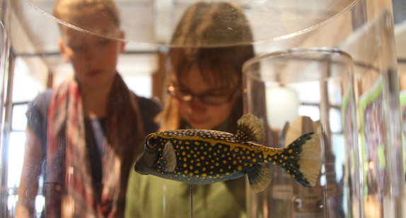 Der Kofferfisch im Aquarium