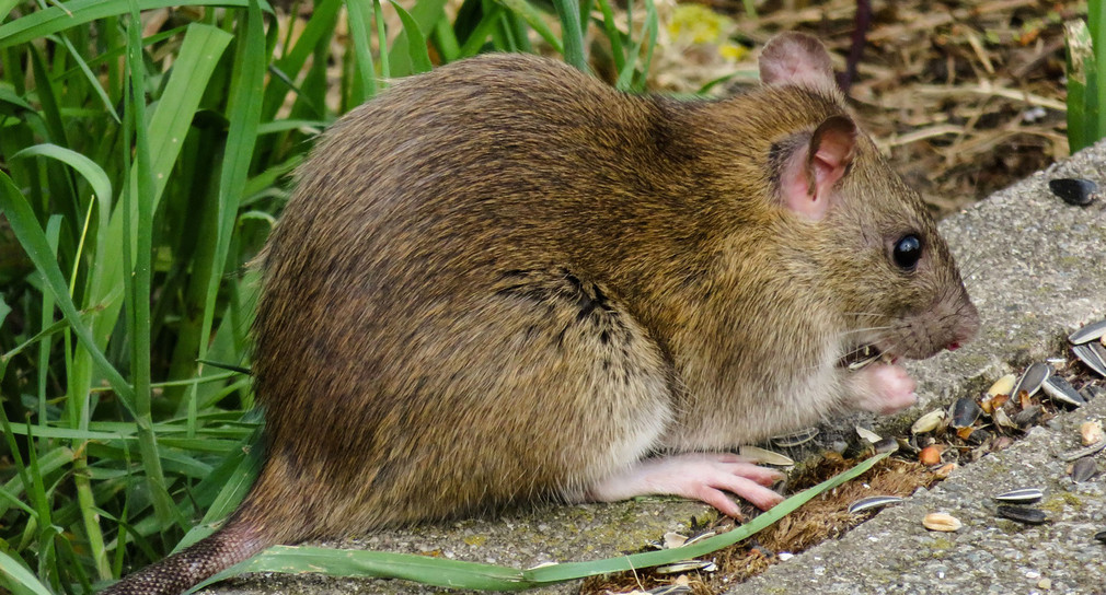 Nagetier auf Wiese