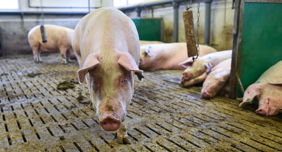 Ein Schwein läuft in Boxberg-Windischbuch (Baden-Württemberg) in der Landesschweinezuchtanstalt durch einen Stall. (Foto: dpa)