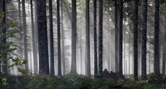 Wald Baiersbronn