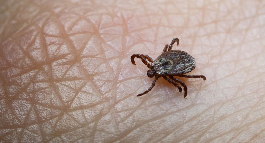 Eine Mitarbeiterin der Parasitologie der Universität Hohenheim zeigt in einem Labor eine Buntzecke.