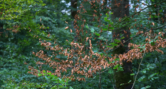 Trockenschäden im Wald