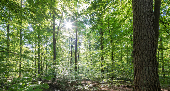 mehrstufiger Wald