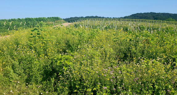 Brachebegrünung beim Winzerhof Vogel