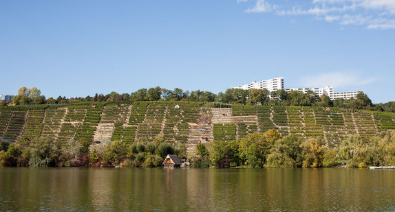 Weinberg am Neckar