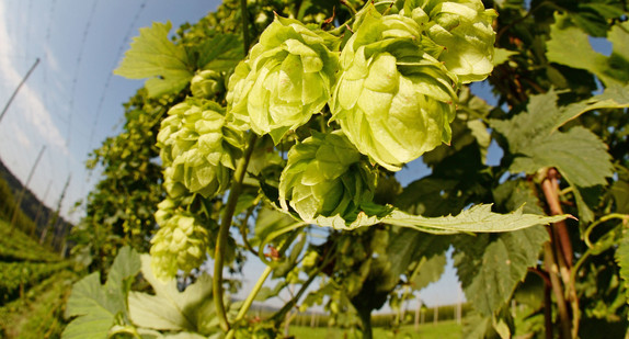 Hopfenranke (Foto: dpa)