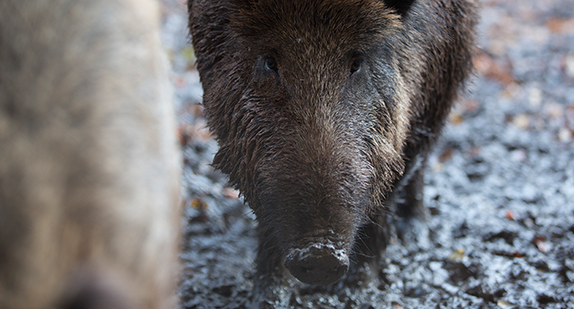 Wildschwein