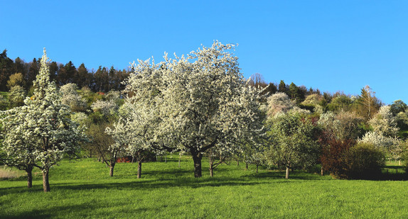 Streuobstwiese