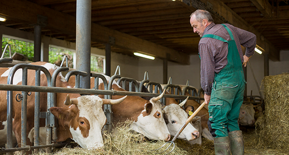 Landwirt mit Biokühen