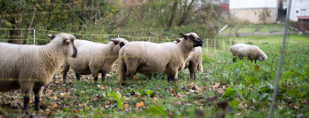 Schafe stehen in Unterkessbach (Baden-Württemberg) auf einer Wiese. (Foto: © dpa)